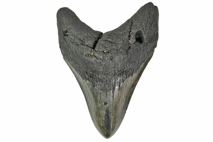 Fossil Megalodon Tooth - Georgia #151575